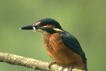 Eisvogel mit Beute