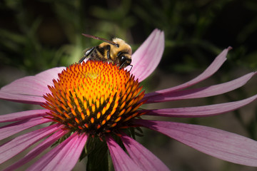 Closeup of a bumble bee gathering pollen from a purple echinacea flower in a summer meadow in Pennsylvania