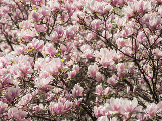 Pink spring flowers on tree