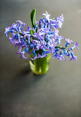 Spring concept with hyacinth