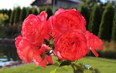 Pink Rose in garden. 