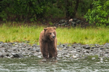 grizzly bear, ursus arctos, silvertip bear, Alaska