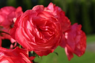 Pink Rose in garden. 