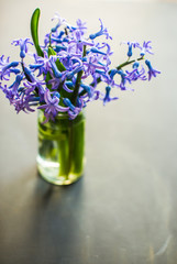 Spring concept with hyacinth