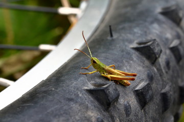 Yellow-green grasshopper on a bicycle wheel