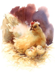 Watercolor Farm Bird Mother Chicken with Babies Hand Painted Easter Illustration