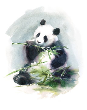 Watercolor Panda Eating Bamboo Animal Illustration Hand Drawn Wildlife