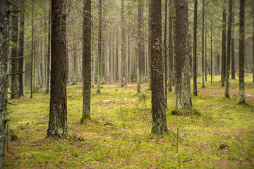tree trunks of the forest with ground covered by carpet of moss