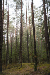 tall trees of the forest in foggy day