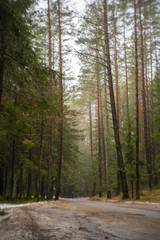 road through the forest with tall trees in bright day