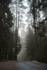 road through the forest with tall trees in foggy dark day