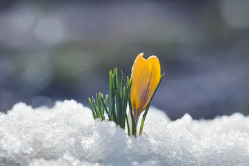 Kleine gele krokus bloeit in de sneeuw