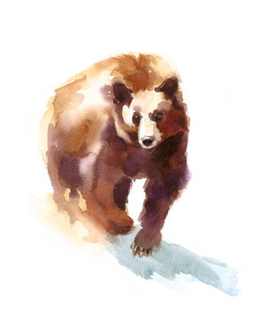 Watercolor Brown Bear Walking - Hand Drawn Illustration of Wild Animal isolated on white background