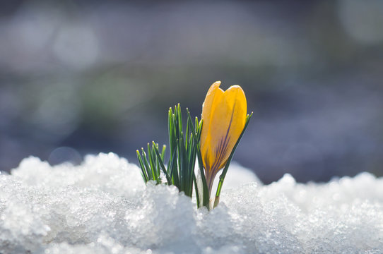 Small yellow crocus blooms in the snow