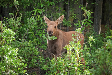 moose, elk,  alces alces, Alaska