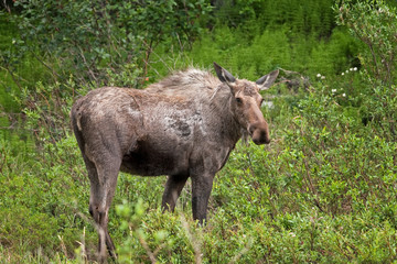 moose, elk,  alces alces, Alaska