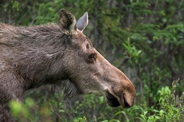 Naklejka na ściany i meble moose, elk, alces alces, Alaska