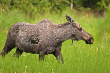 moose, elk,  alces alces, Alaska