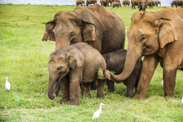 An elephant herd in Sri Lanka