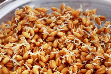 Germinated wheat grains