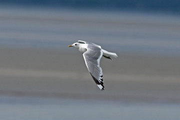 common gull, larus canus, Alaska