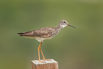 lesser yellowlegs, tringa flavipes, Alaska