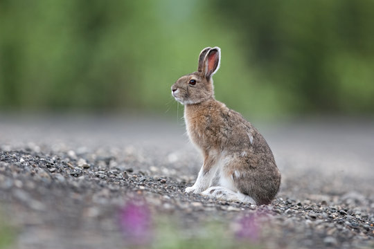 mountain hare, lepus timidus, Alaska