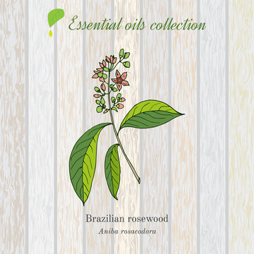 Rosewood, Essential Oil Label, Aromatic Plant.