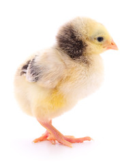 Small yellow chicken