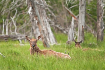 lk, wapiti, cervus canadensis, Alaska