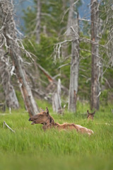 lk, wapiti, cervus canadensis, Alaska