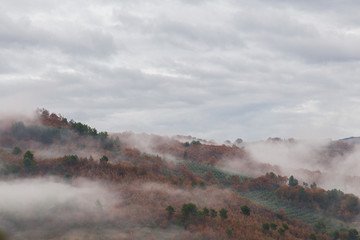 Czerwoni i zieleni drzewa między morzem mgła w typowej jesieni scenerii - 141176602