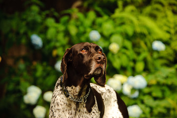German Shorthair Pointer dog among green ferns and flowers