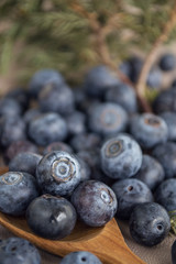 Bilberry 