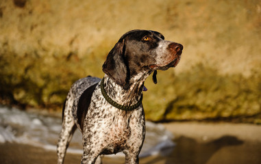 German Shorthair Pointer dog at shore with waves