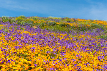 California poppies and wildflowers color the mountains during superbloom in southern California.