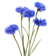 Blue Cornflower Herb or bachelor button flower bouquet isolated on white background cutout