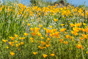 California poppies and wildflowers color the mountains during superbloom in southern California.