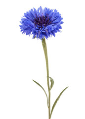 Blue Cornflower Herb or bachelor button flower head isolated on white background cutout