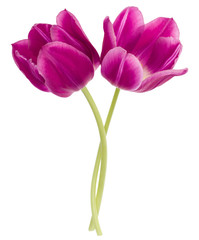 Obraz na płótnie Canvas Two lilac tulip flowers isolated on white background cutout