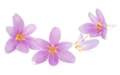 lilac crocus flowers isolated on white background