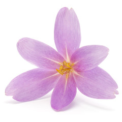 Obraz premium lilac crocus flowers isolated on white background