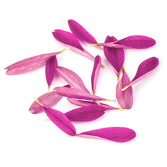 Lilac chrysanthemum flower petals isolated on white background