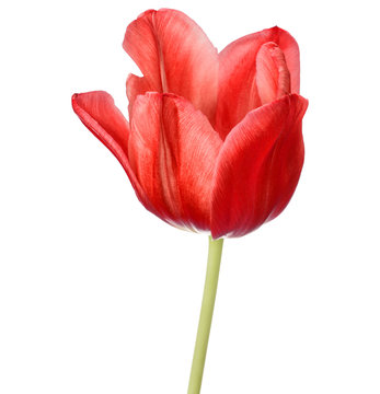 red tulip flower head isolated on white background