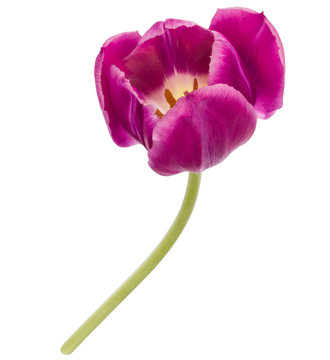 One lilac tulip flower isolated on white background cutout