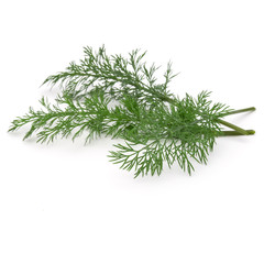 Close up shot of branch of fresh green dill herb leaves isolated on white background