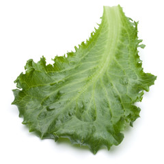 Close up studio shot of fresh green endive salad leaf isolated on white background.