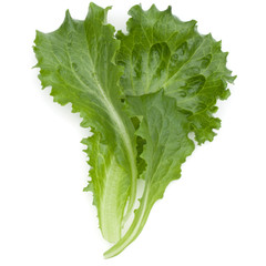 Close up studio shot of fresh green endive salad leaf isolated on white background.