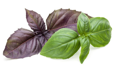 Close up studio shot of fresh green and red basil herb leaves mix isolated on white background. Sweet Genovese basil and Purple Dark Opal Basil.