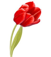 Fototapeta premium red tulip flower head isolated on white background